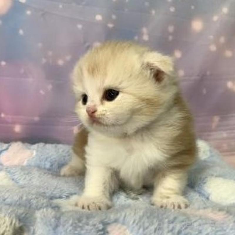 販売中の大阪府のスコティッシュフォールド(折れ耳)-136422の3枚目