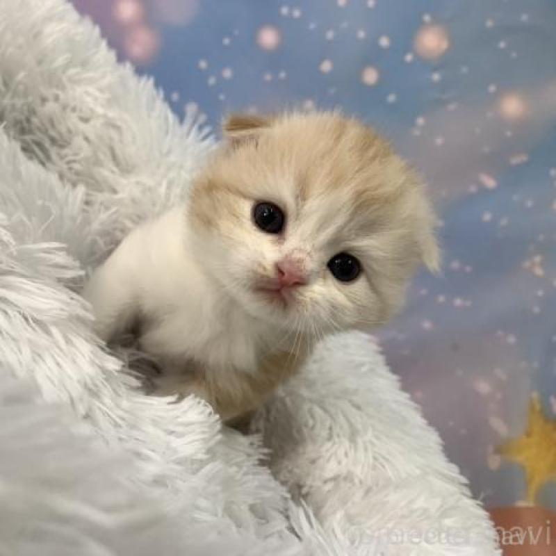 販売中の大阪府のスコティッシュフォールド(折れ耳)-136422の2枚目