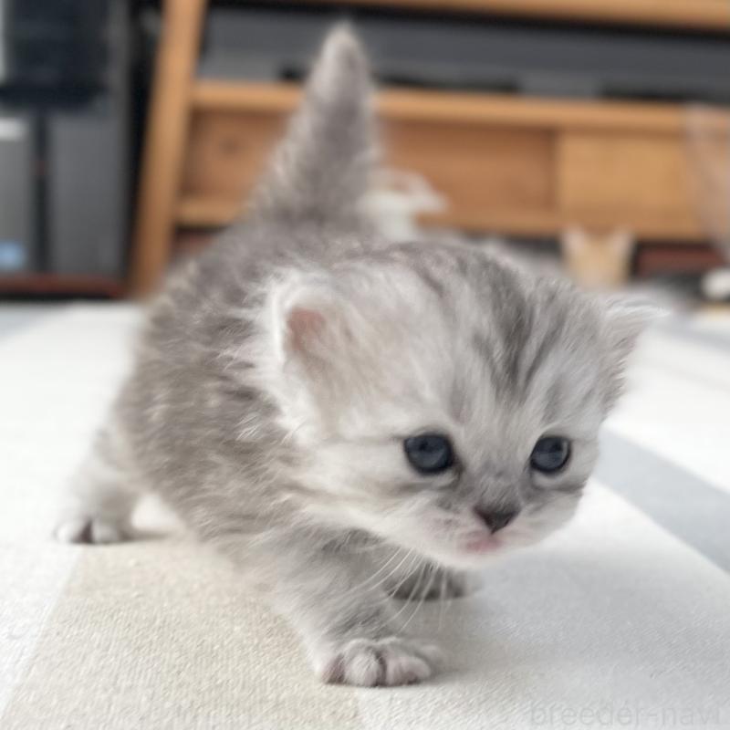 販売中の愛知県のミヌエット-136423の12枚目