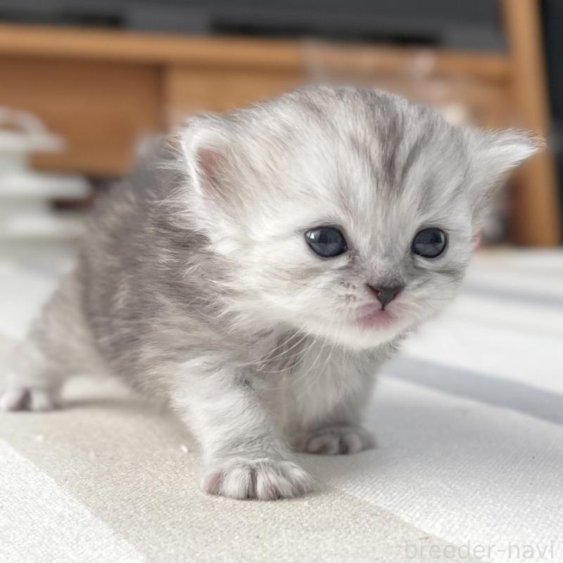 販売中の愛知県のミヌエット-136423の11枚目