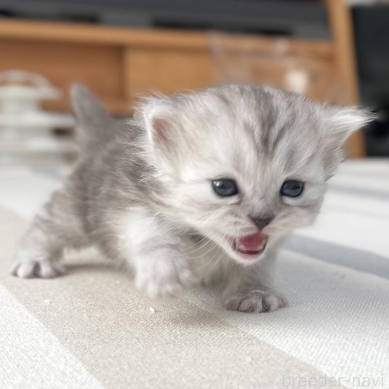 販売中の愛知県のミヌエット-136423の10枚目