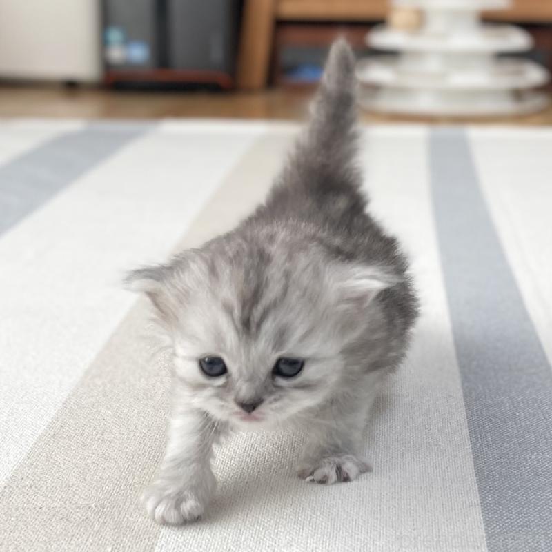 販売中の愛知県のミヌエット-136423の9枚目