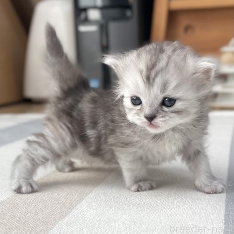 販売中の愛知県のミヌエット-136423の1枚目