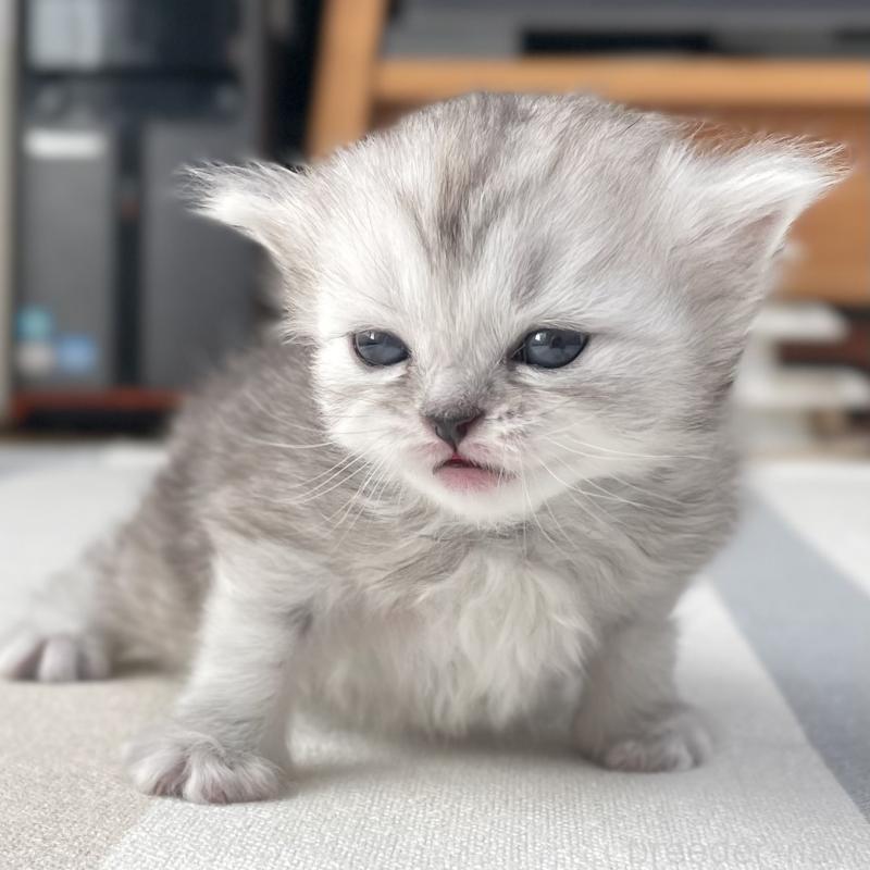 販売中の愛知県のミヌエット-136423の8枚目