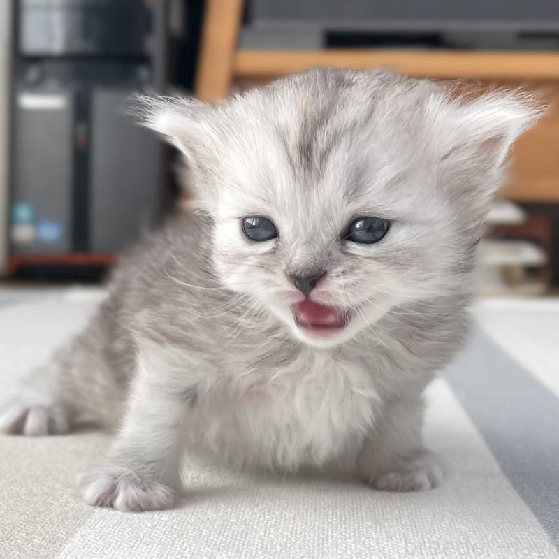 販売中の愛知県のミヌエット-136423の7枚目