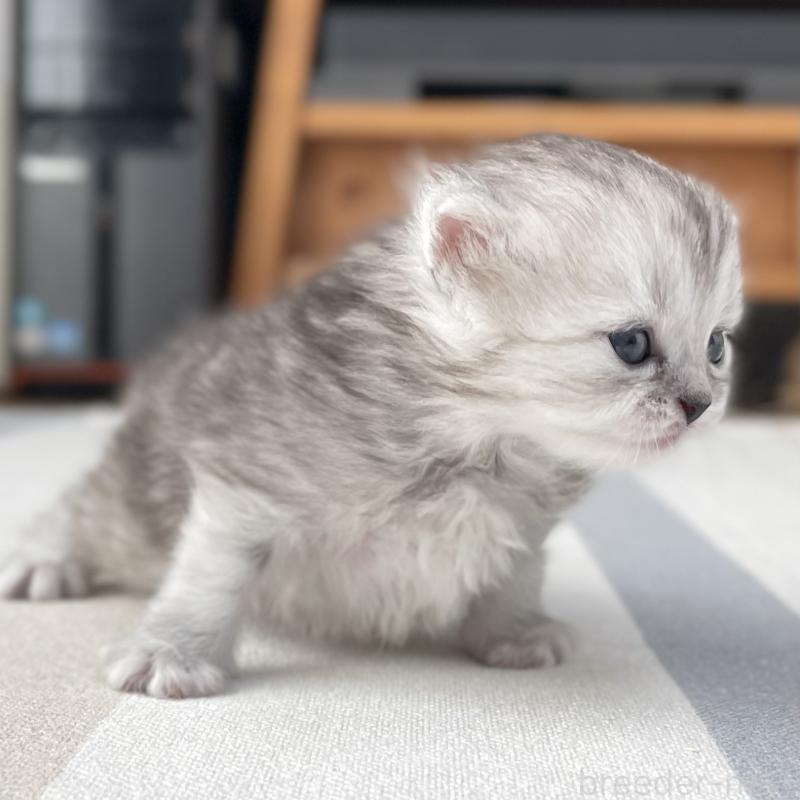 販売中の愛知県のミヌエット-136423の6枚目