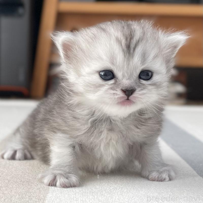 販売中の愛知県のミヌエット-136423の5枚目