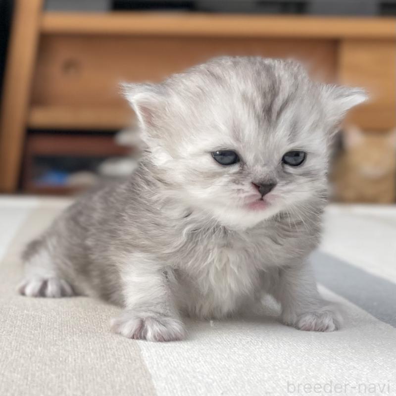 販売中の愛知県のミヌエット-136423の3枚目