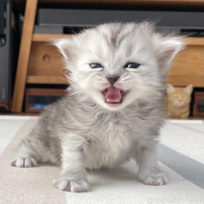 販売中の愛知県のミヌエット-136423の2枚目