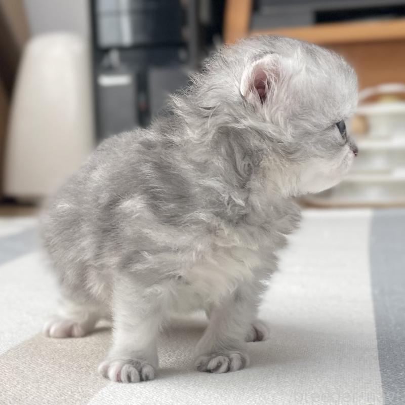 販売中の愛知県のミヌエット-136424の14枚目