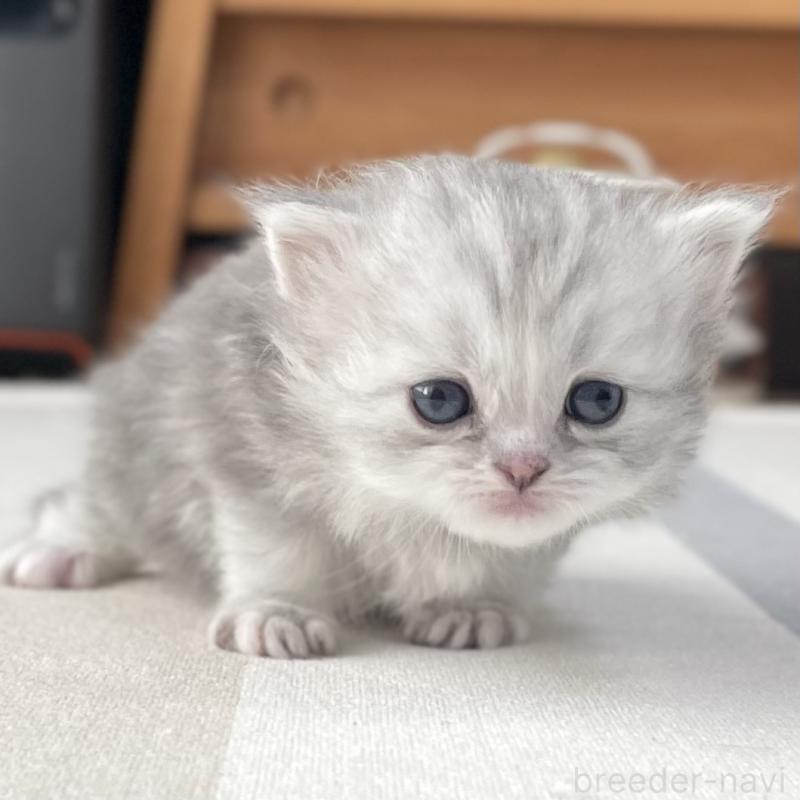 販売中の愛知県のミヌエット-136424の15枚目