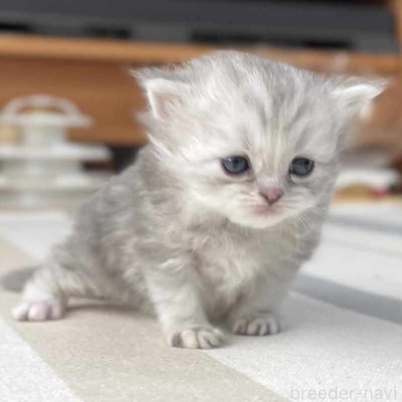 販売中の愛知県のミヌエット-136424の13枚目