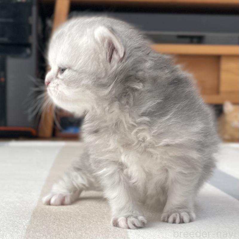 販売中の愛知県のミヌエット-136424の12枚目