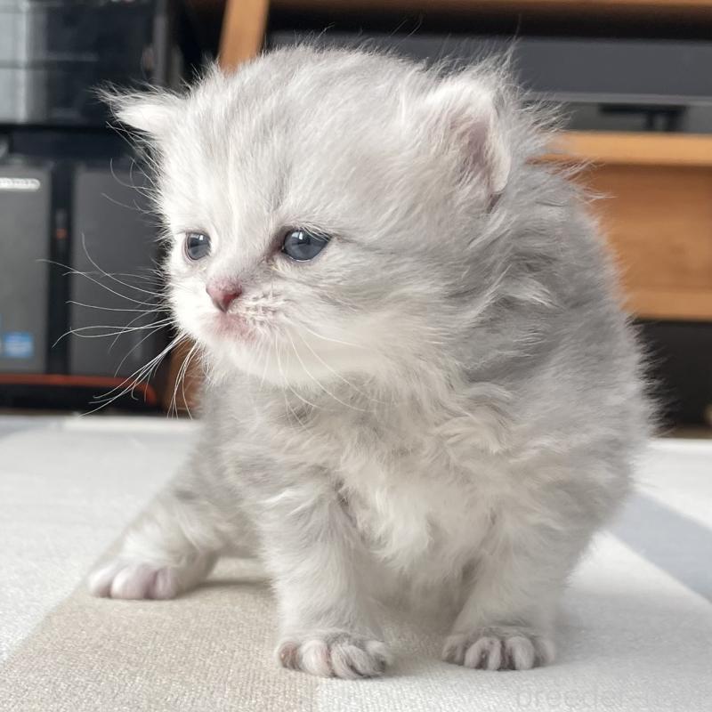 販売中の愛知県のミヌエット-136424の11枚目