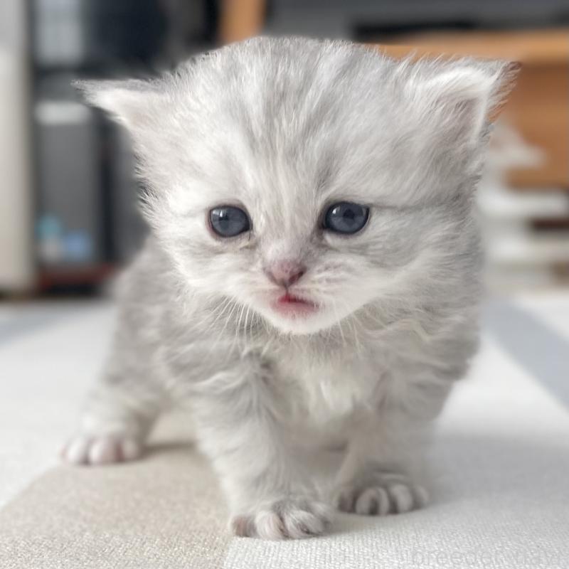 販売中の愛知県のミヌエット-136424の10枚目