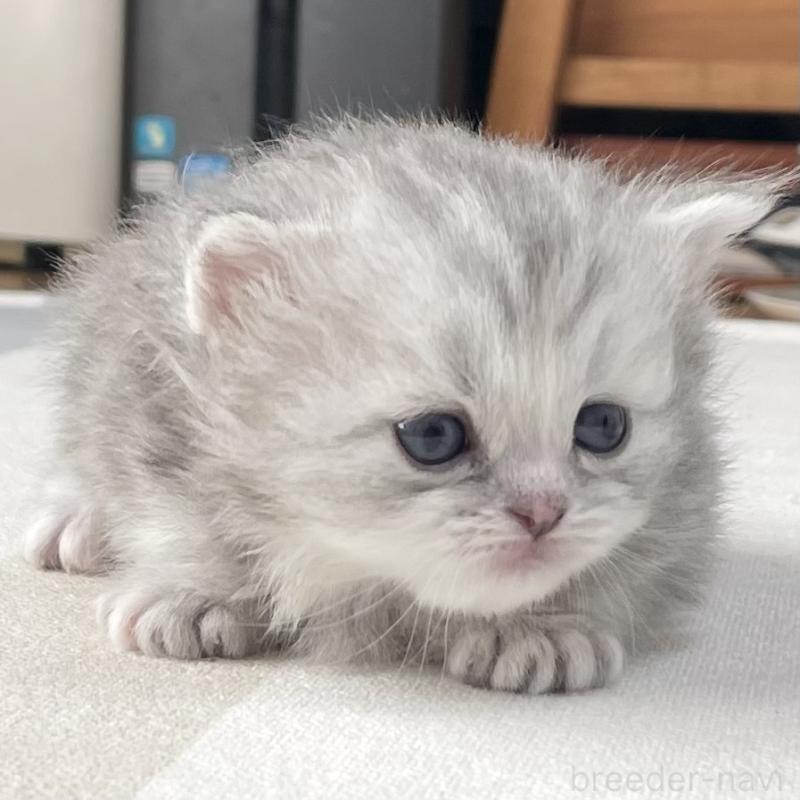 販売中の愛知県のミヌエット-136424の9枚目