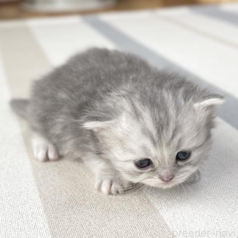 販売中の愛知県のミヌエット-136424の8枚目