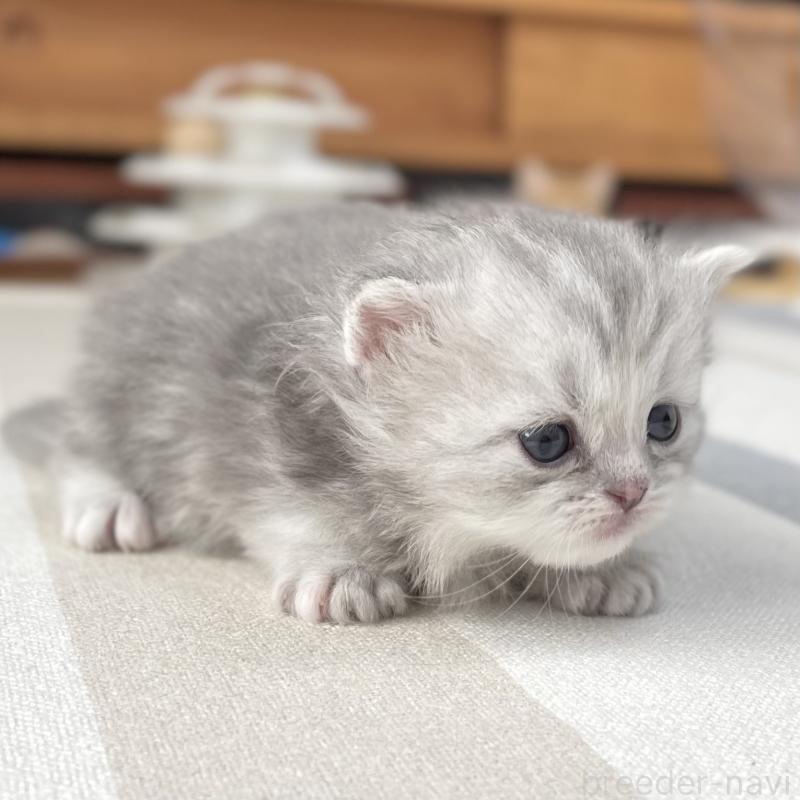 販売中の愛知県のミヌエット-136424の7枚目