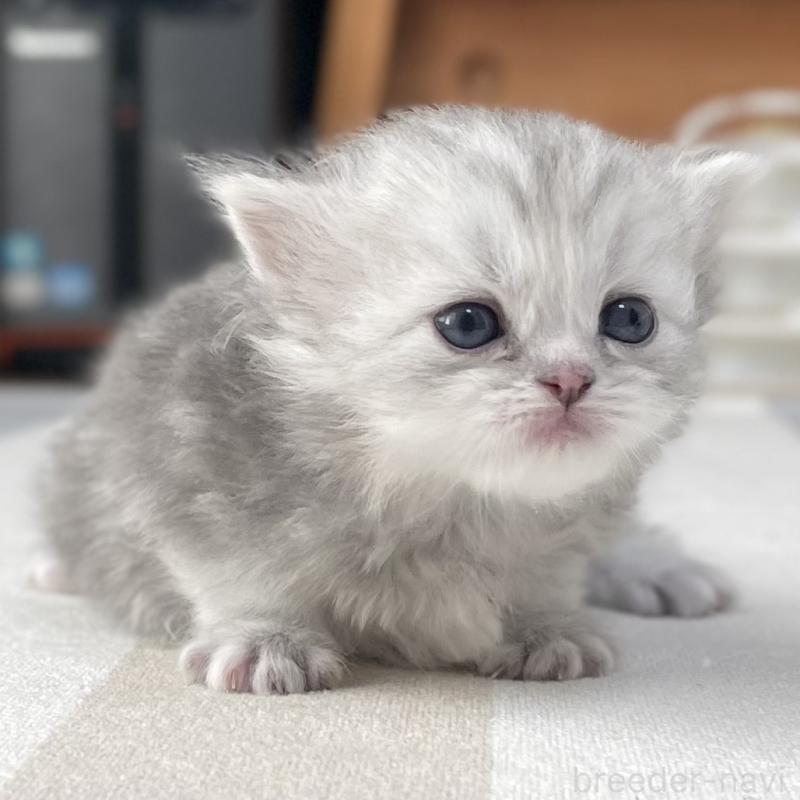 販売中の愛知県のミヌエット-136424の5枚目