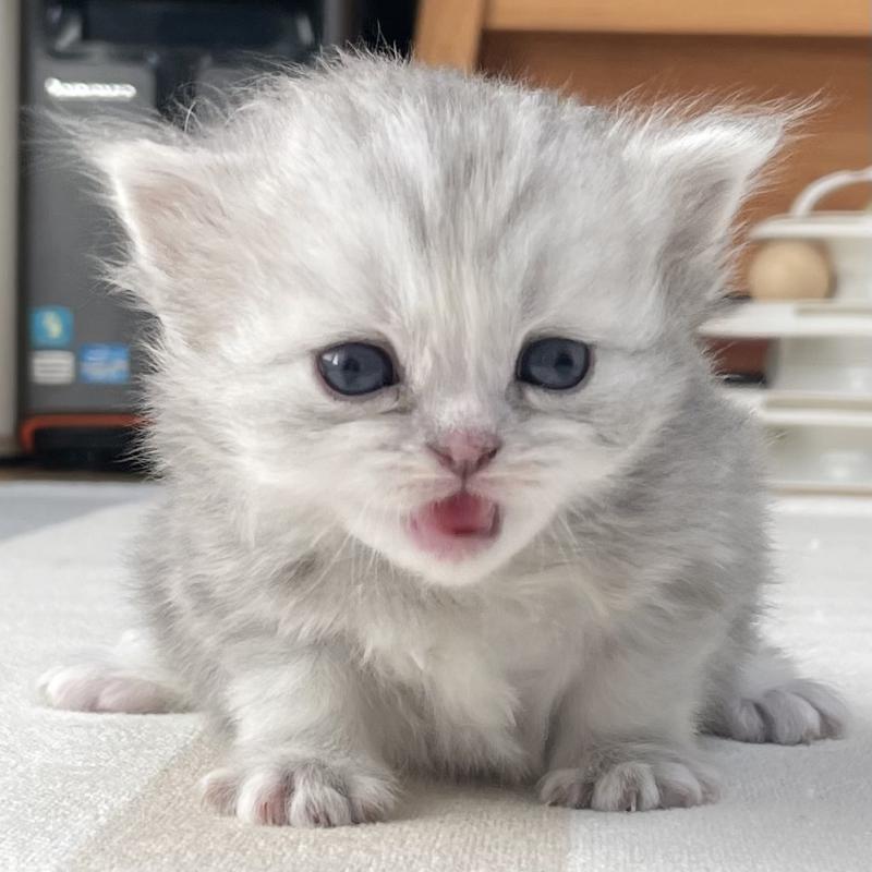 販売中の愛知県のミヌエット-136424の4枚目