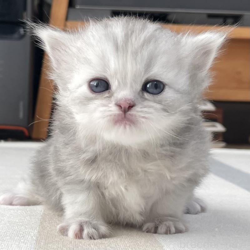 販売中の愛知県のミヌエット-136424の3枚目