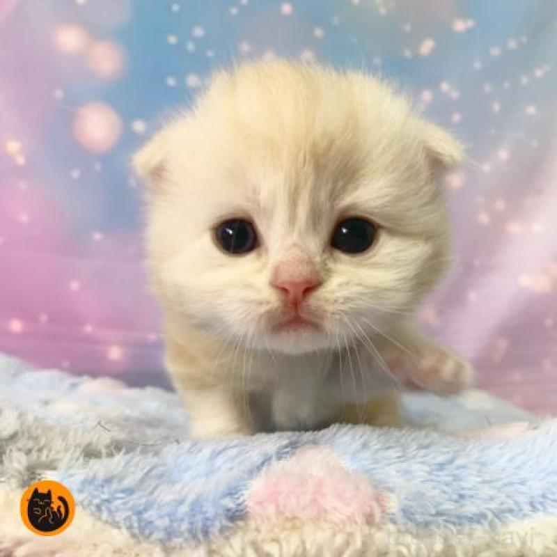 販売中の大阪府のスコティッシュフォールド(折れ耳)-136425