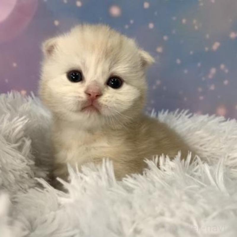 販売中の大阪府のスコティッシュフォールド(折れ耳)-136425の6枚目