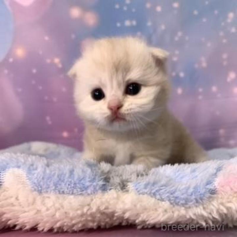 販売中の大阪府のスコティッシュフォールド(折れ耳)-136425の5枚目