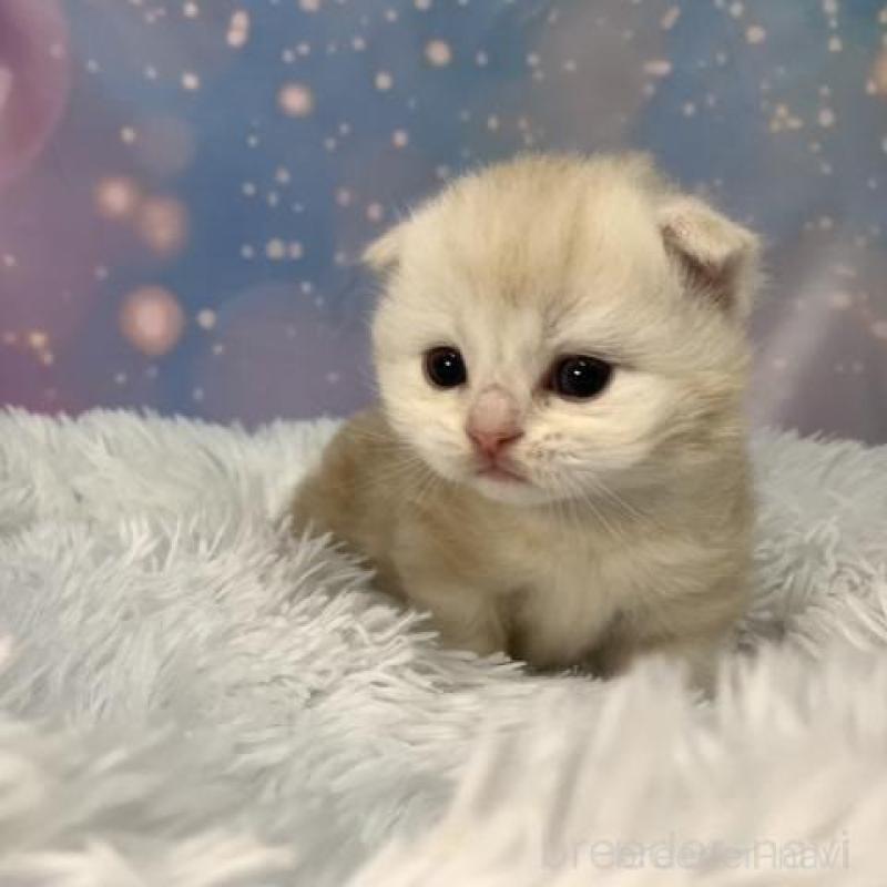 販売中の大阪府のスコティッシュフォールド(折れ耳)-136425の4枚目