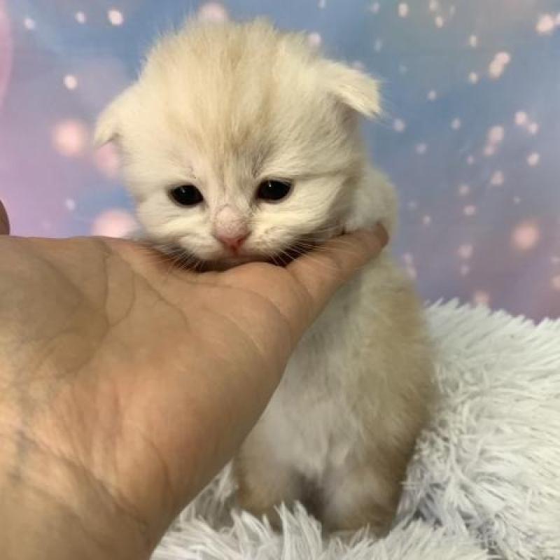 販売中の大阪府のスコティッシュフォールド(折れ耳)-136425の3枚目