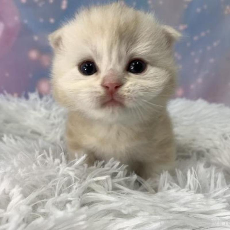 販売中の大阪府のスコティッシュフォールド(折れ耳)-136425の2枚目