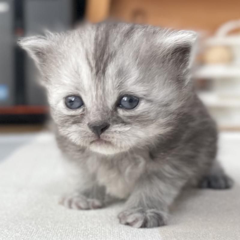 販売中の愛知県のミヌエット-136426の10枚目