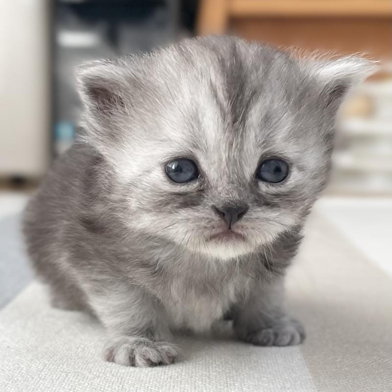 販売中の愛知県のミヌエット-136426