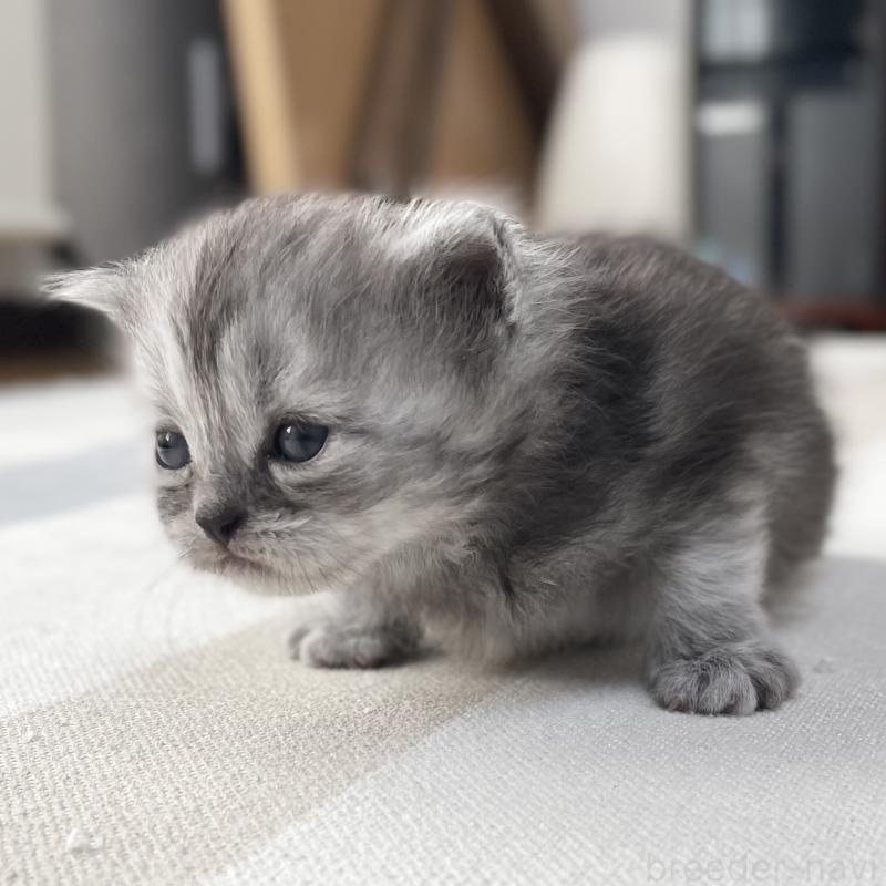 販売中の愛知県のミヌエット-136426の7枚目