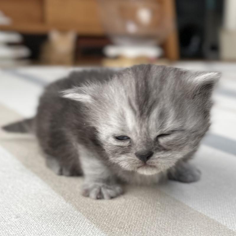 販売中の愛知県のミヌエット-136426の6枚目