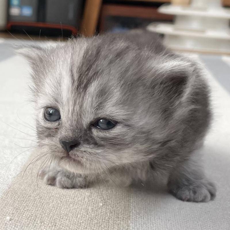 販売中の愛知県のミヌエット-136426の5枚目