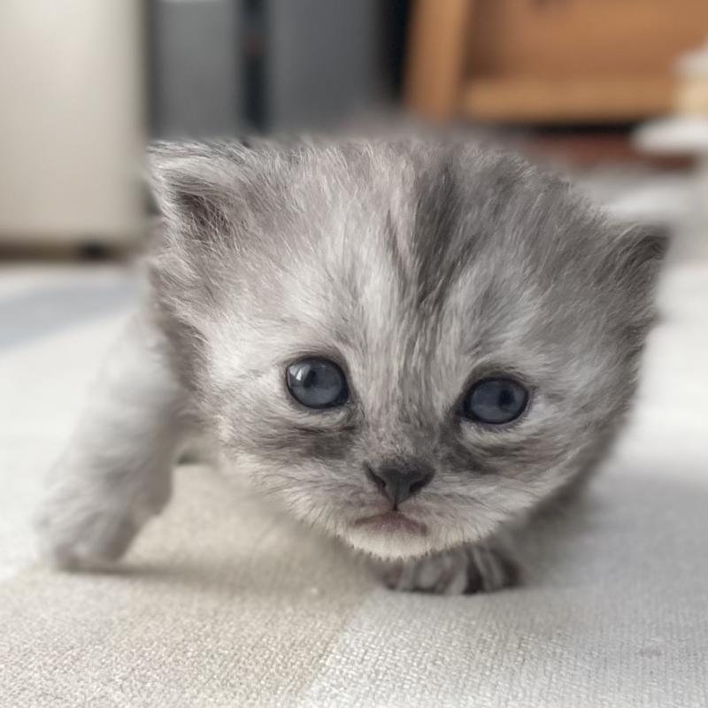 販売中の愛知県のミヌエット-136426の3枚目