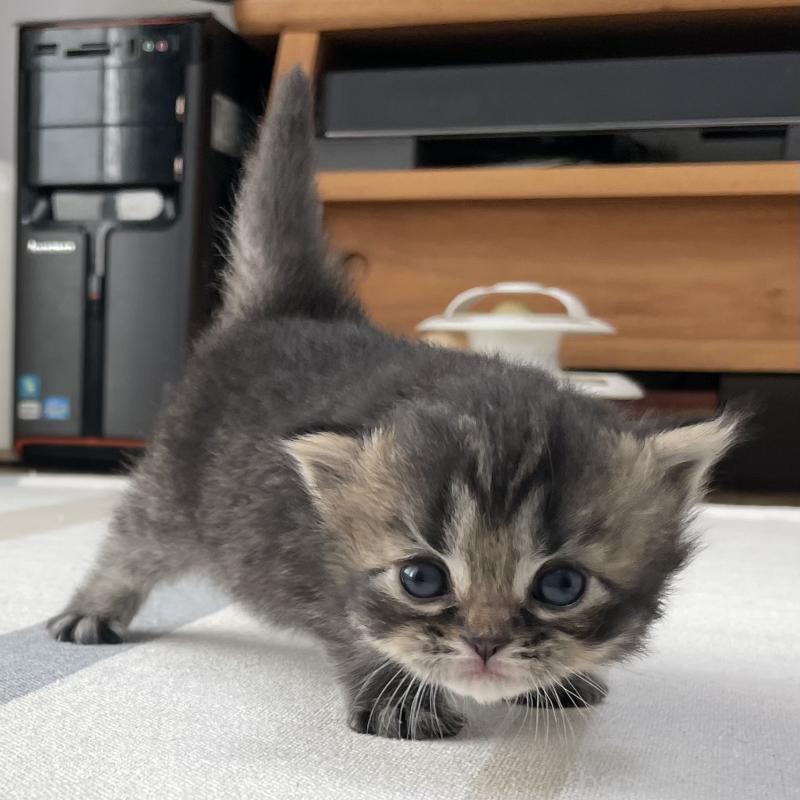 販売中の愛知県のミヌエット-136427