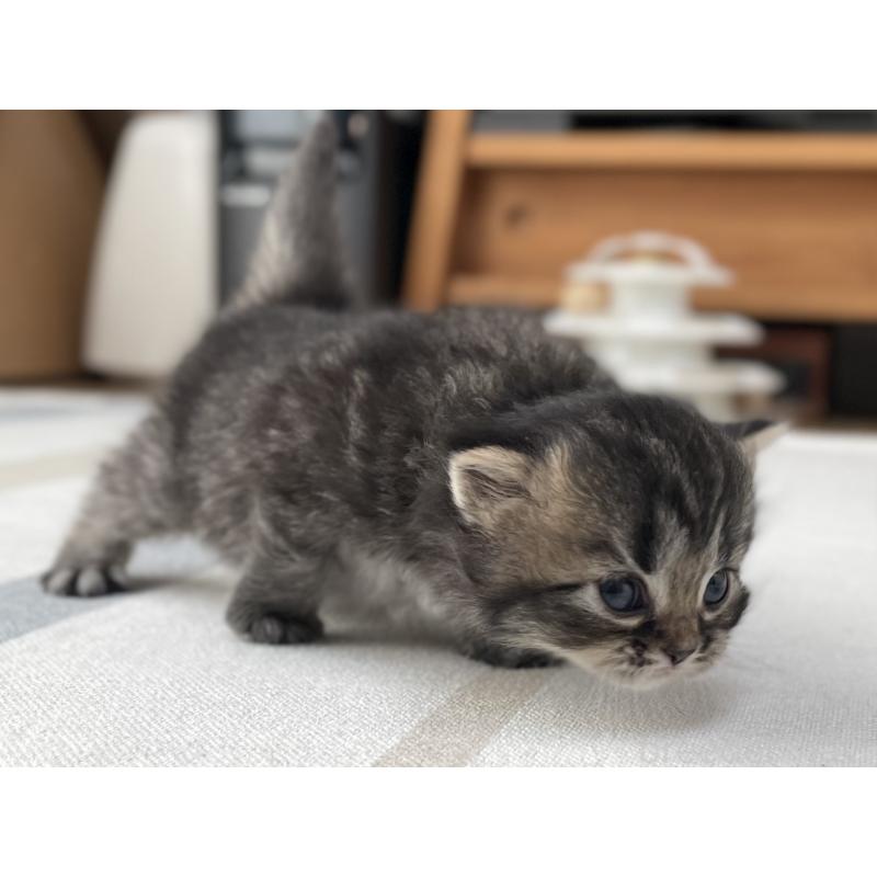 販売中の愛知県のミヌエット-136427の11枚目