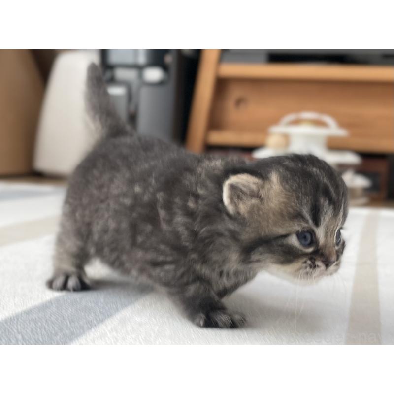 販売中の愛知県のミヌエット-136427の10枚目