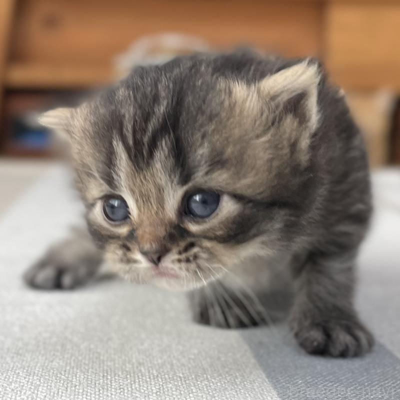 販売中の愛知県のミヌエット-136427の9枚目