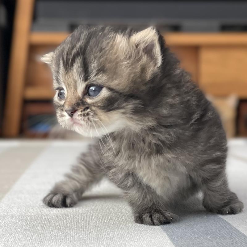 販売中の愛知県のミヌエット-136427の8枚目