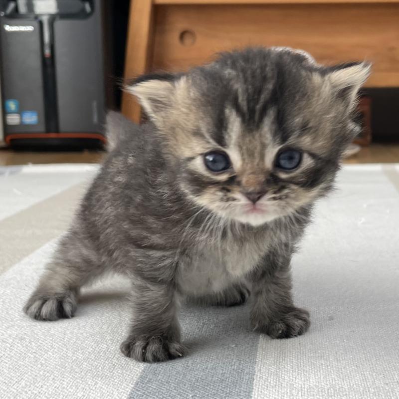 販売中の愛知県のミヌエット-136427の6枚目