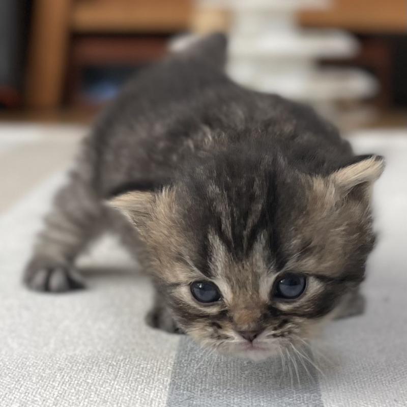 販売中の愛知県のミヌエット-136427の5枚目