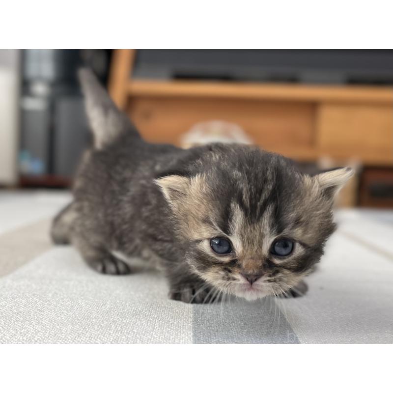 販売中の愛知県のミヌエット-136427の4枚目