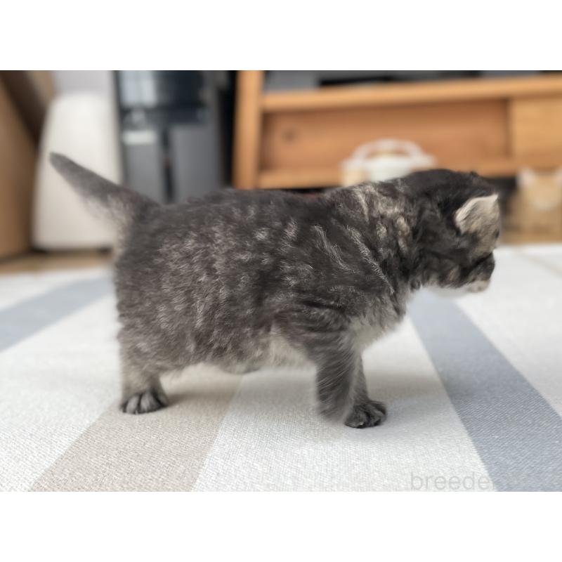 販売中の愛知県のミヌエット-136427の3枚目