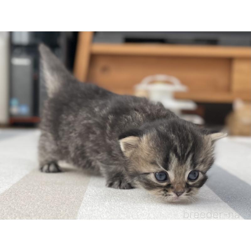 販売中の愛知県のミヌエット-136427の2枚目