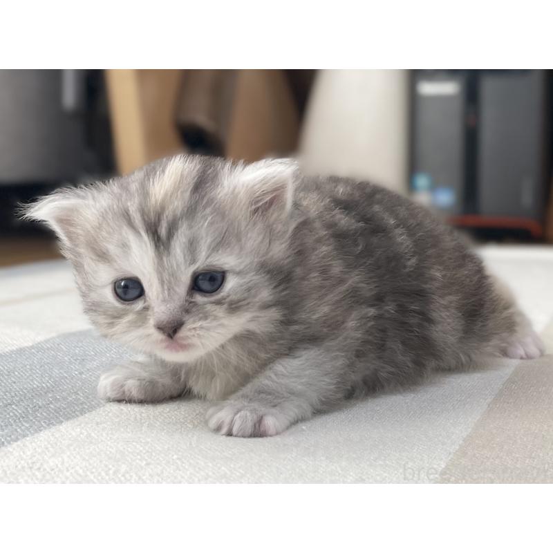 販売中の愛知県のミヌエット-136428の15枚目