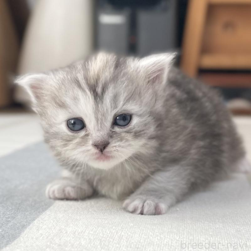 販売中の愛知県のミヌエット-136428の14枚目