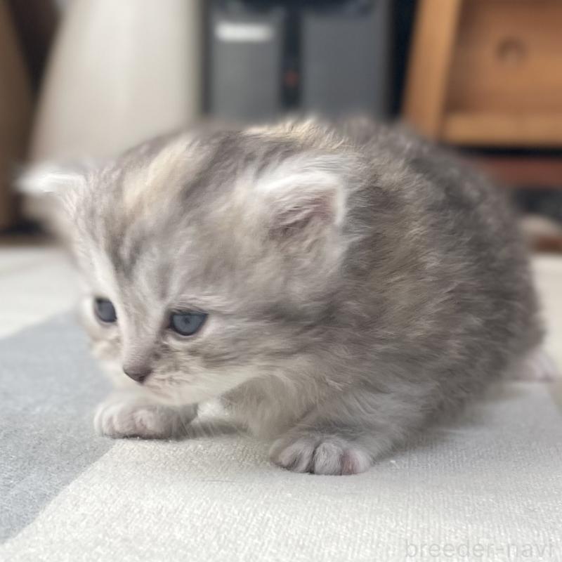 販売中の愛知県のミヌエット-136428の13枚目